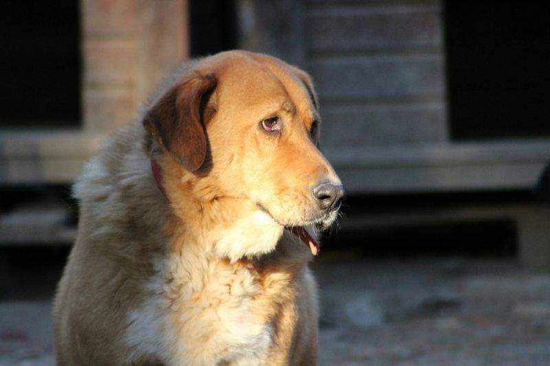 Hverdagen på hundehjemmet: Møt de ansatte som gir hundene en ny start