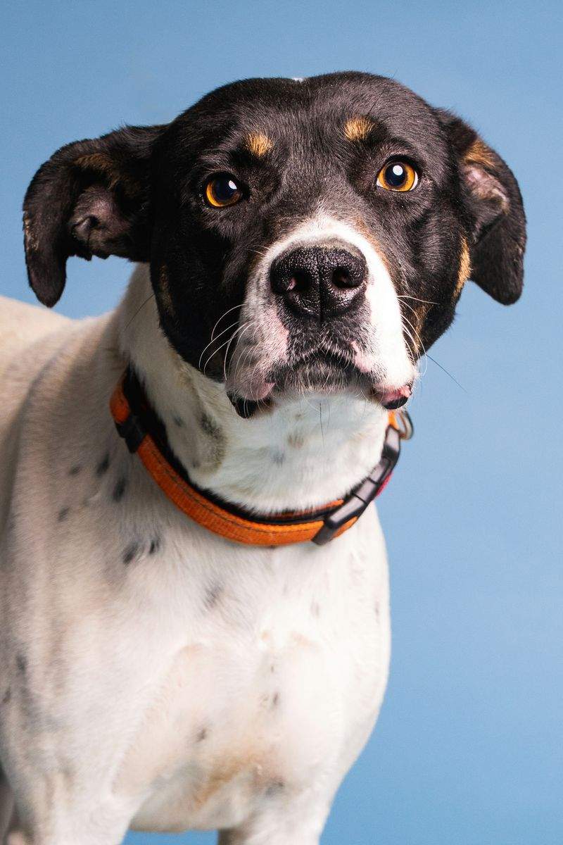 Nordlys Hundehjem 4