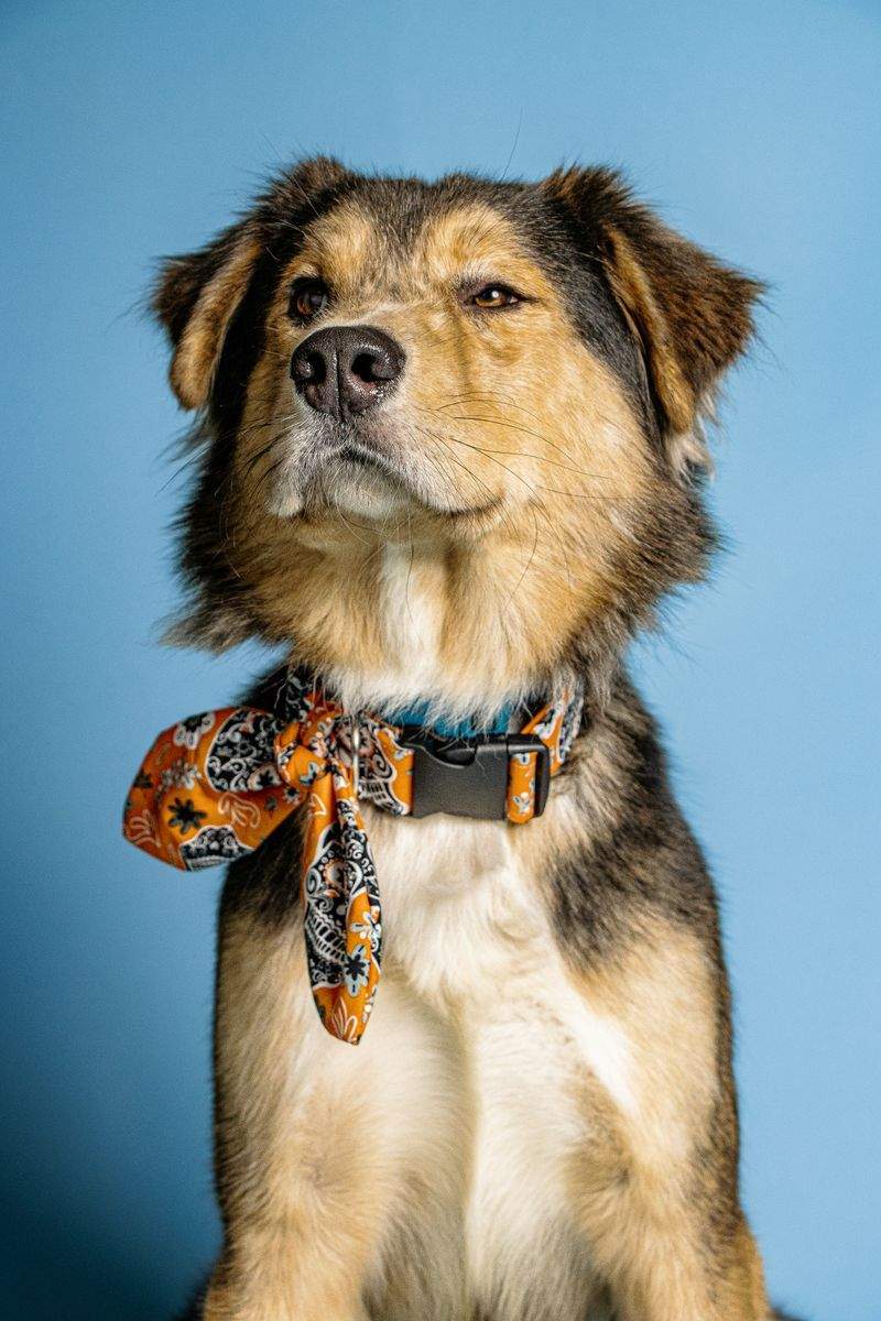 Adopsjonsformidling og match mellom hund og familie